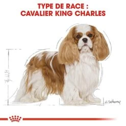 Royal Canin - Croquettes Cavalier King Charles Pour Chien Adulte -Royal Canin Boutique 67592