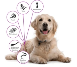 Drontal P XL Vermifuge Chien Gout Viande 2 Cps -Royal Canin Boutique drontal chien