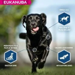 Eukanuba Chien Daily Care Surpoids Ou Stérilisé 12 Kg -Royal Canin Boutique eukanuba chien daily care surpoids ou st rilis 12 kg4