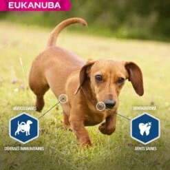 Eukanuba Chien Daily Care Surpoids Ou Stérilisé 12 Kg -Royal Canin Boutique eukanuba chien daily care surpoids ou st rilis 12 kg5