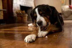 Prozym RF2 Sticks Chiens L +25 Kg -Royal Canin Boutique prozym rf2 sticks chiens l 25 kg 1