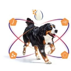 Virbac Movoflex Chien S -Royal Canin Boutique virbac movoflex chien s 4